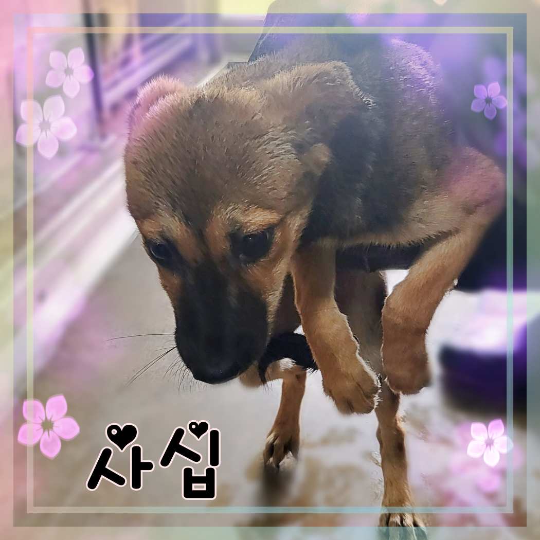 군산유기동물보호센터_445467202301420