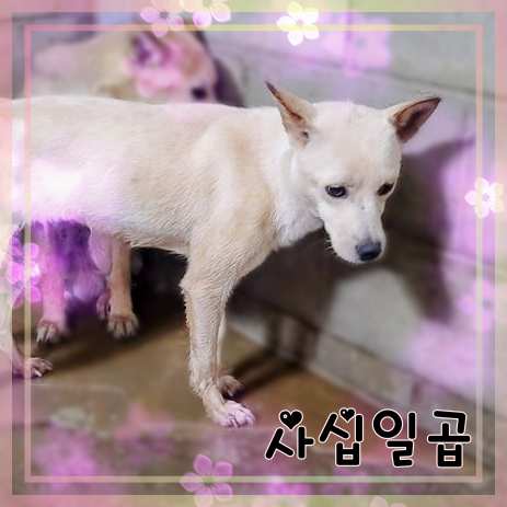 군산유기동물보호센터_445467202301427