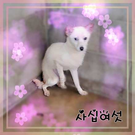 군산유기동물보호센터_445467202301426