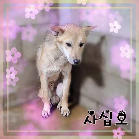 군산유기동물보호센터_445467202301425