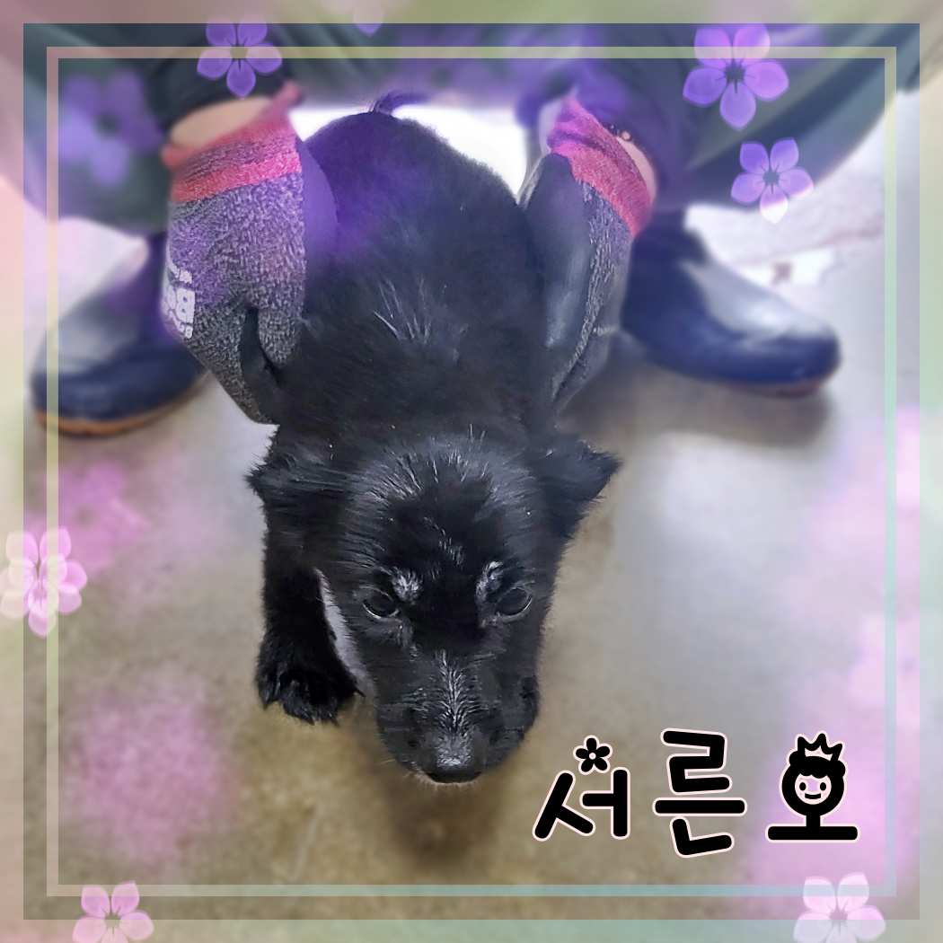 군산유기동물보호센터_445467202301415