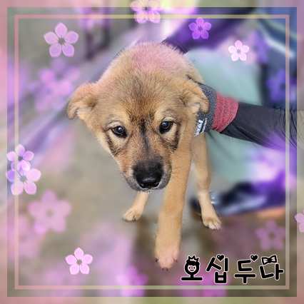 군산유기동물보호센터_445467202301432