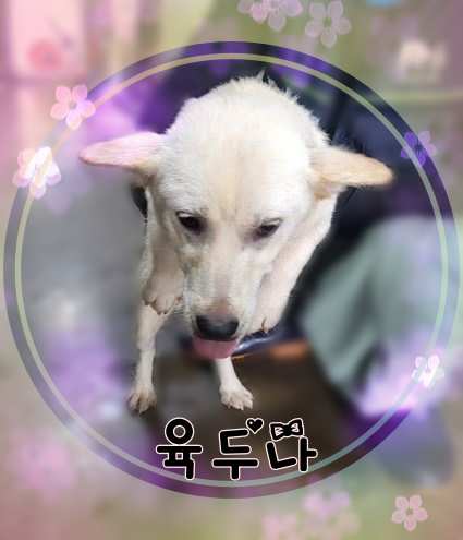 군산유기동물보호센터_445467202301442