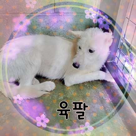 군산유기동물보호센터_445467202301448
