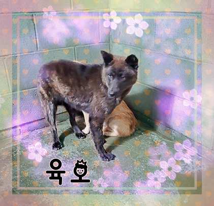 군산유기동물보호센터_445467202301445