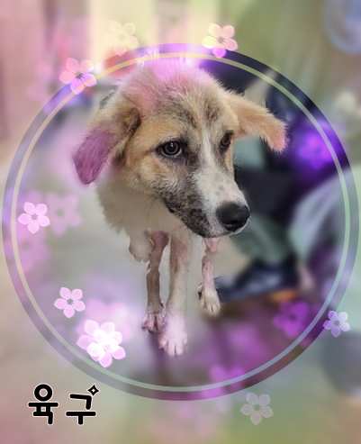 군산유기동물보호센터_445467202301449