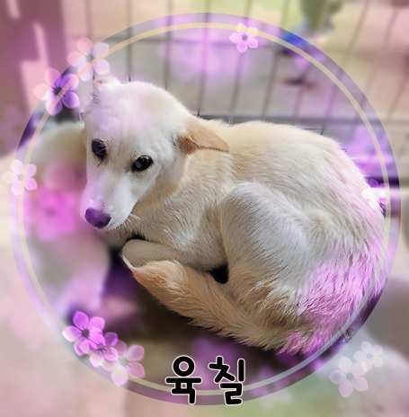 군산유기동물보호센터_445467202301447