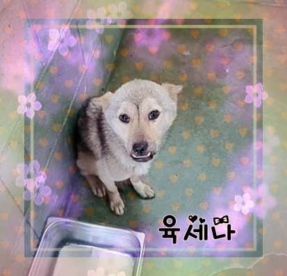 군산유기동물보호센터_445467202301443