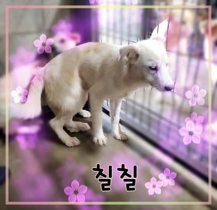 군산유기동물보호센터_445467202301457