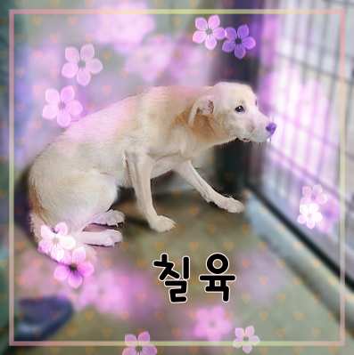 군산유기동물보호센터_445467202301456