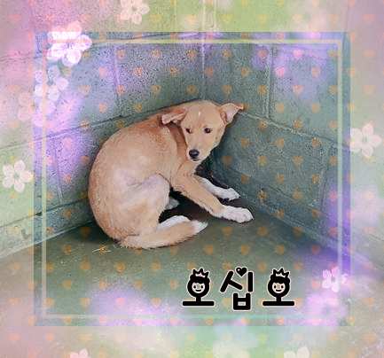 군산유기동물보호센터_445467202301435