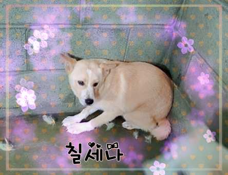 군산유기동물보호센터_445467202301453