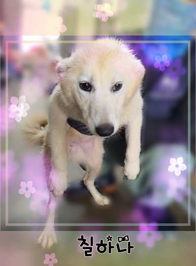 군산유기동물보호센터_445467202301451