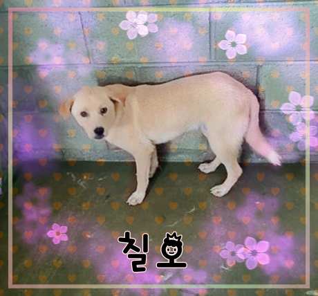 군산유기동물보호센터_445467202301455