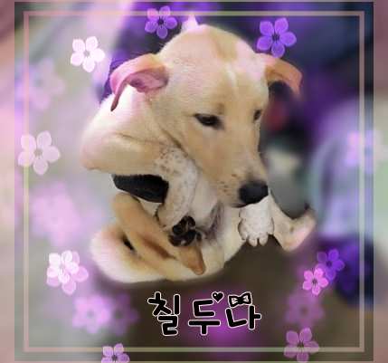 군산유기동물보호센터_445467202301452