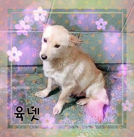 군산유기동물보호센터_445467202301444