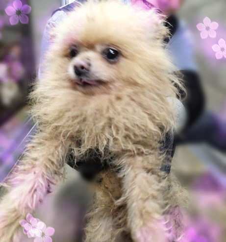 군산유기동물보호센터_445467202301458