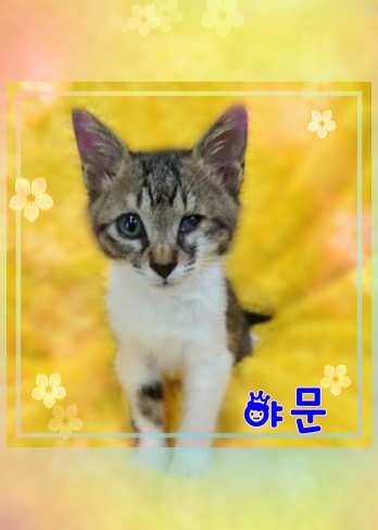 군산유기동물보호센터_445467202301492
