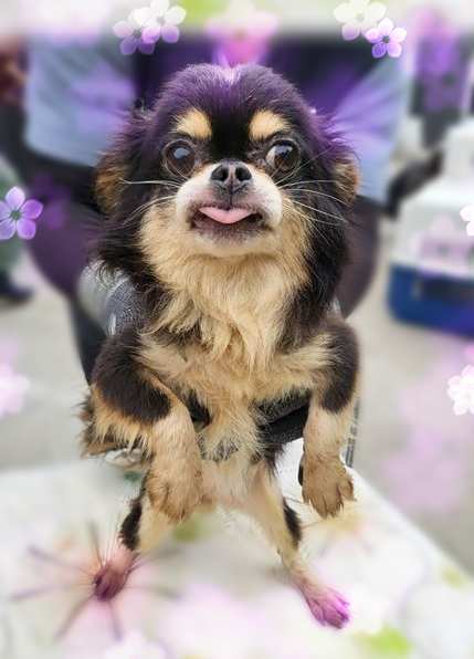 군산유기동물보호센터_445467202301466