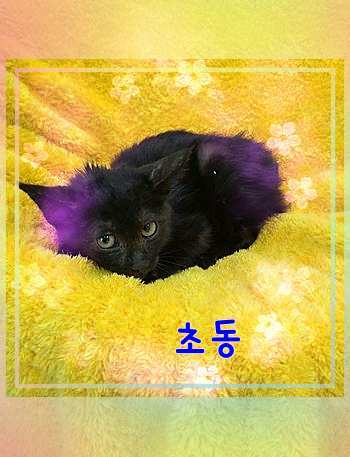 군산유기동물보호센터_445467202301488
