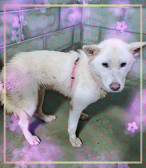 군산유기동물보호센터_445467202301486