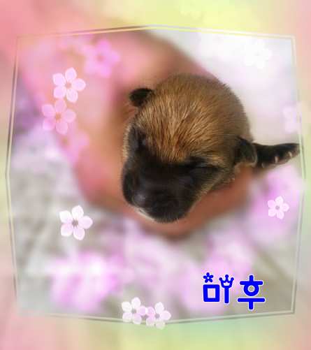 군산유기동물보호센터_445467202301495