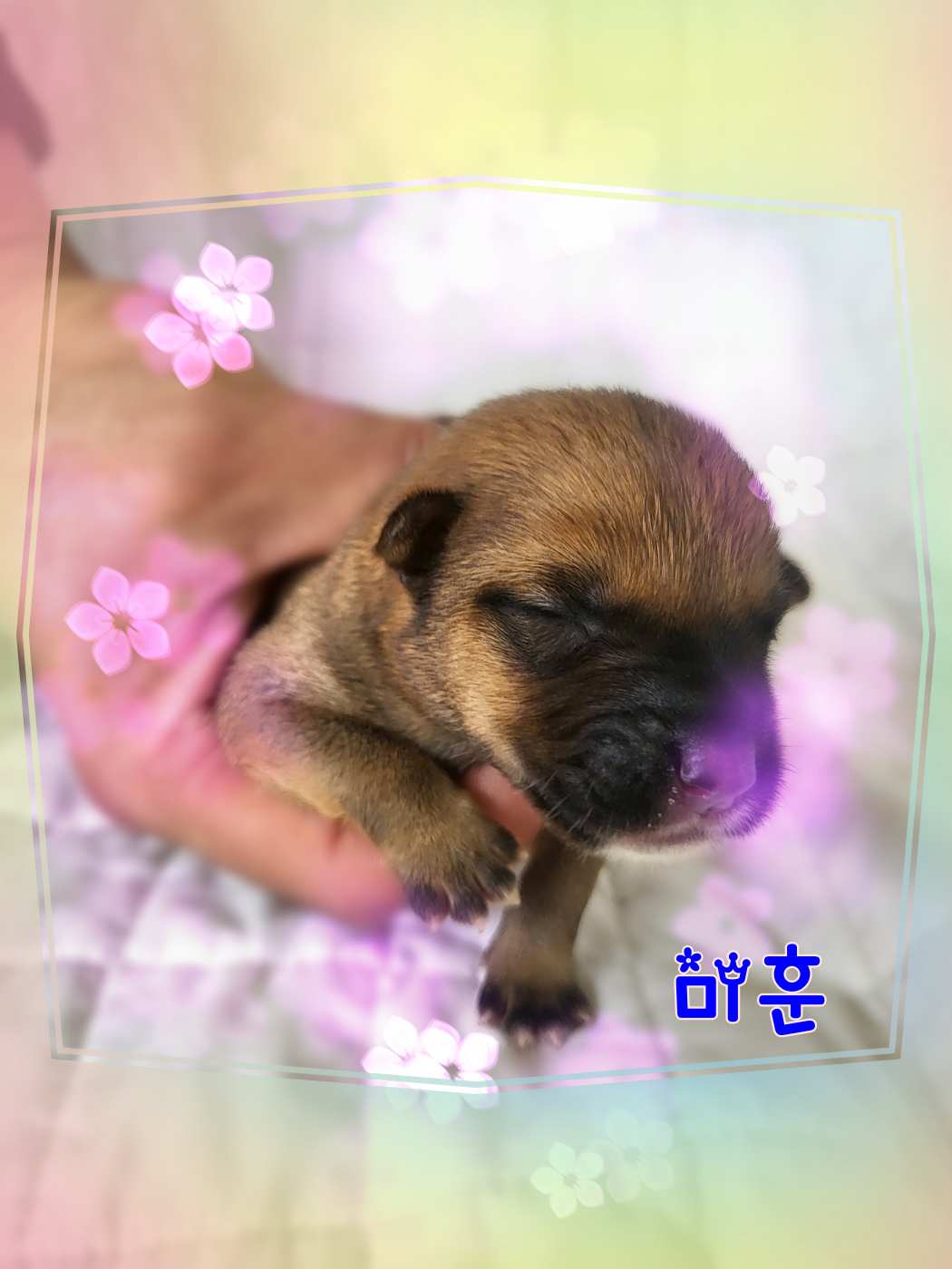 군산유기동물보호센터_445467202301494