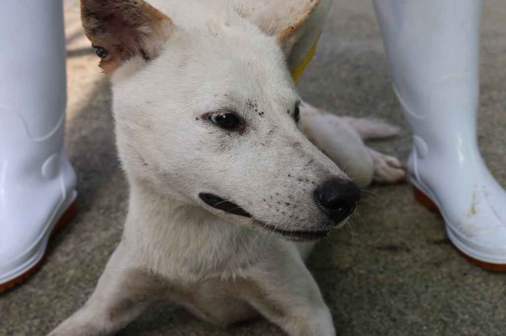 제주 동물보호센터_450650202302614