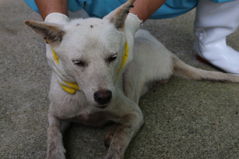 제주 동물보호센터_450650202302613