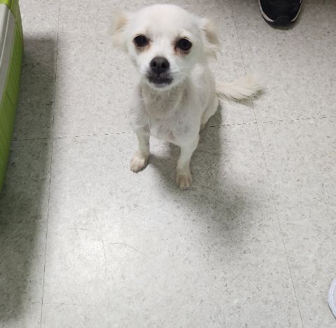 충주시동물보호센터_443439202300414