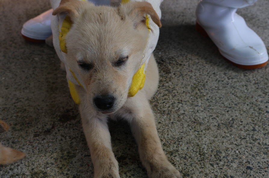 제주 동물보호센터_450650202302617