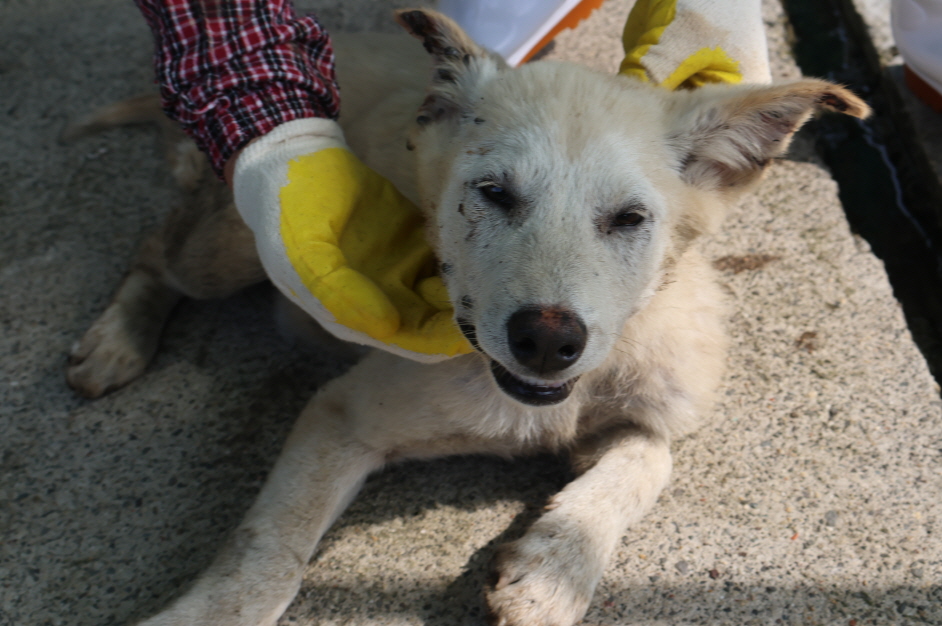 제주 동물보호센터_450650202302624