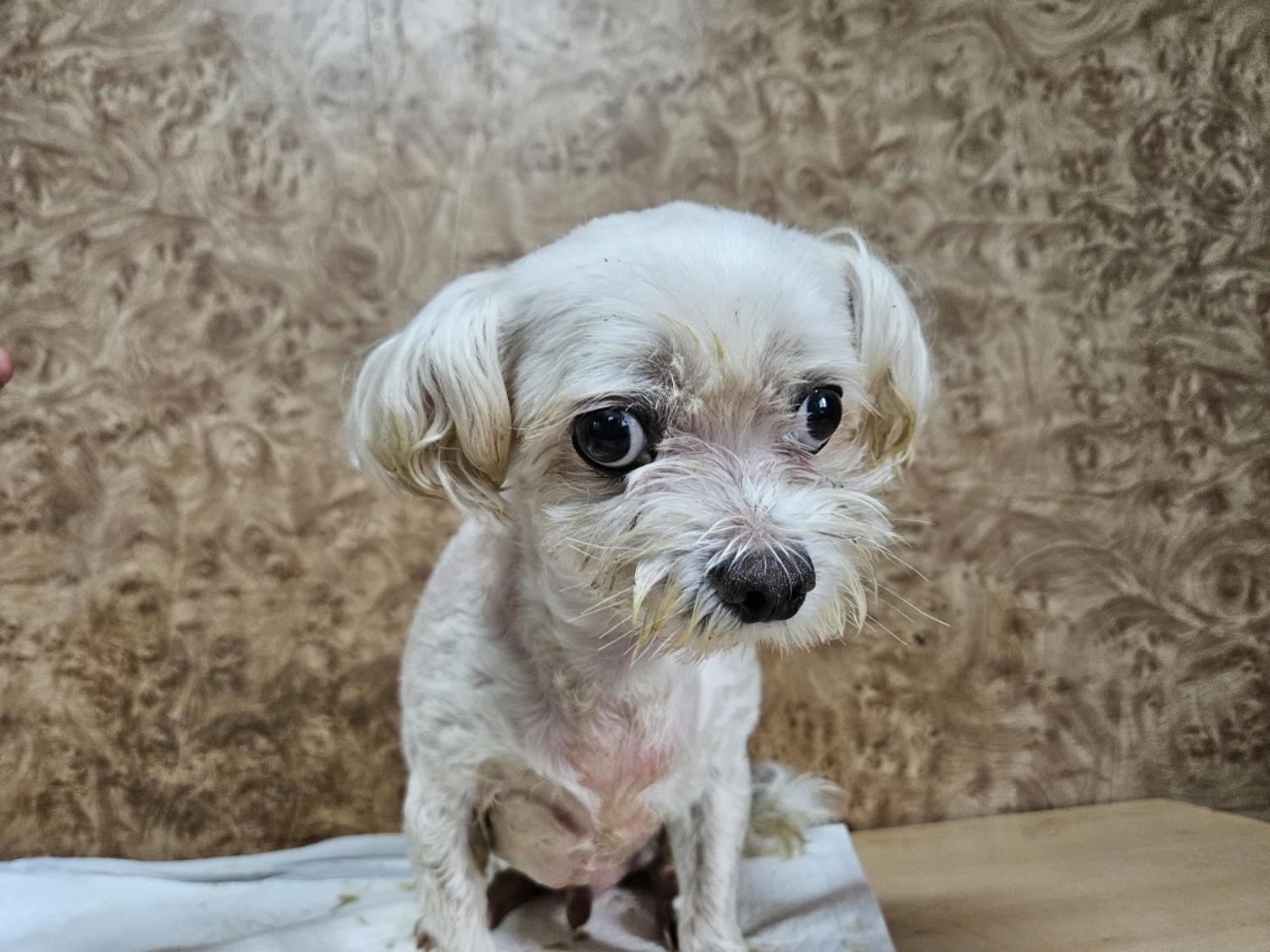 순천시유기동물보호소_446482202300674