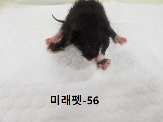 미래펫동물병원_431370202300718
