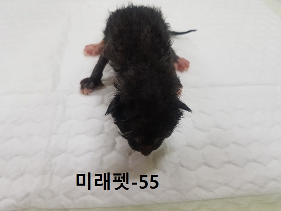 미래펫동물병원_431370202300717