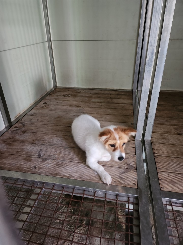 태백시유기동물보호소_442422202300409