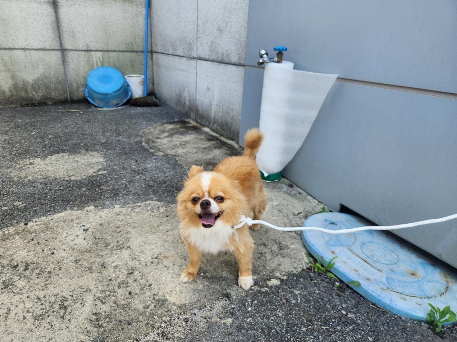 칠곡유기동물보호센터_447522202300161