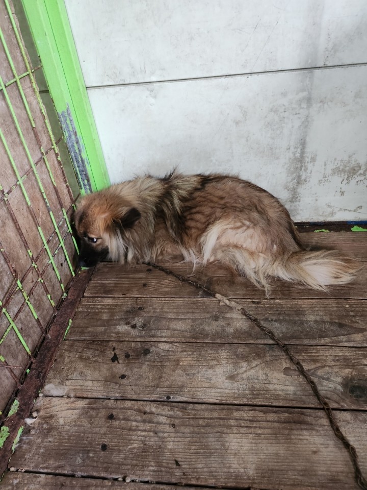 태백시유기동물보호소_442422202300407