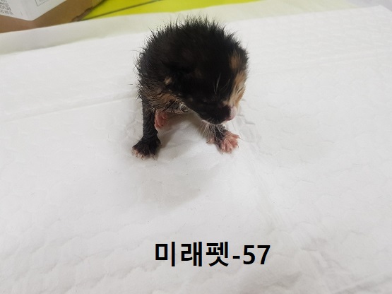 미래펫동물병원_431370202300719