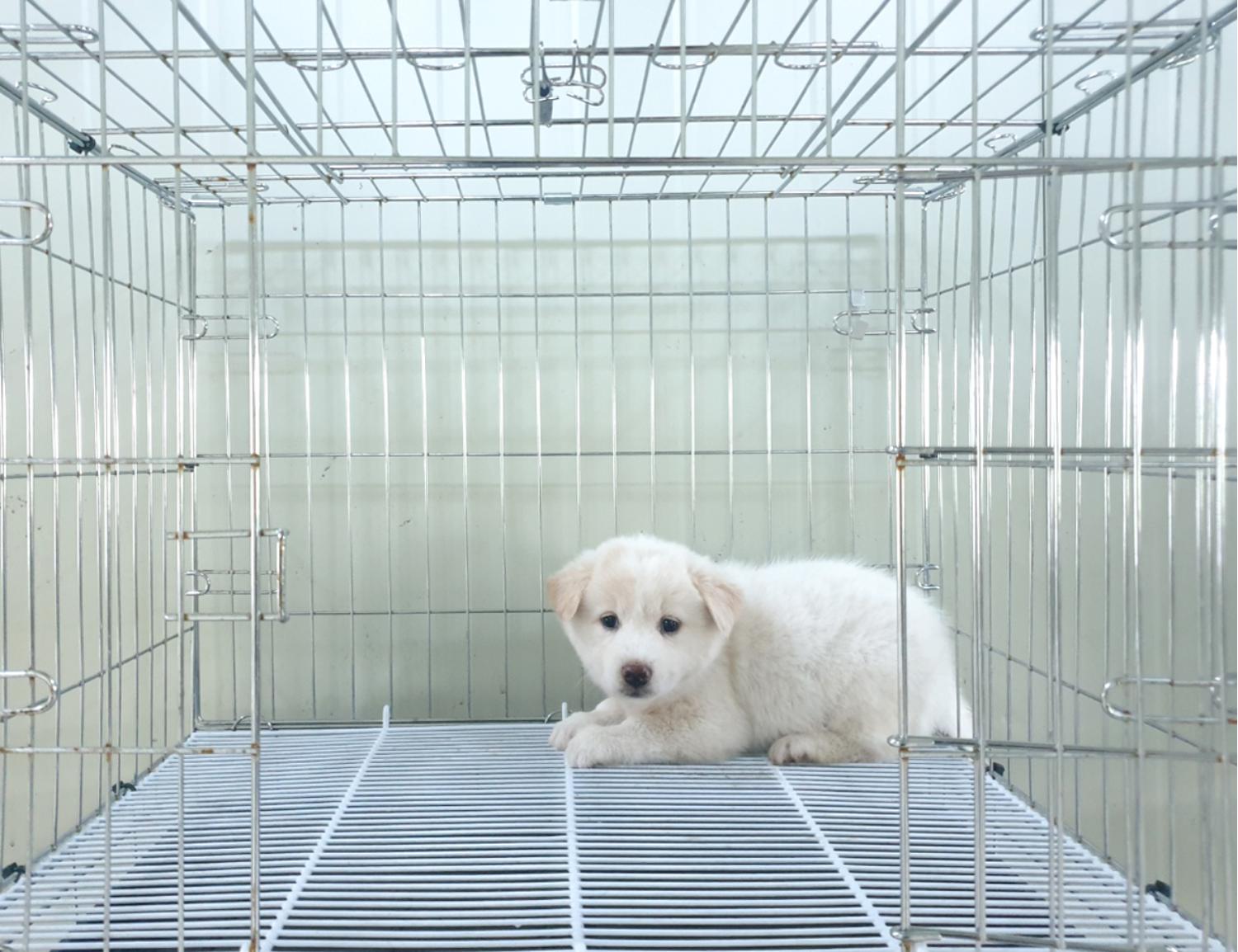 위더스 동물보호센터_441407202300622