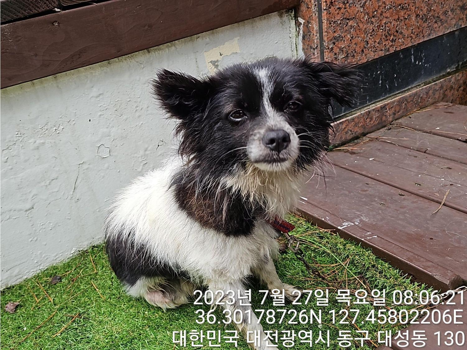 대전동물보호센터_430364202300244