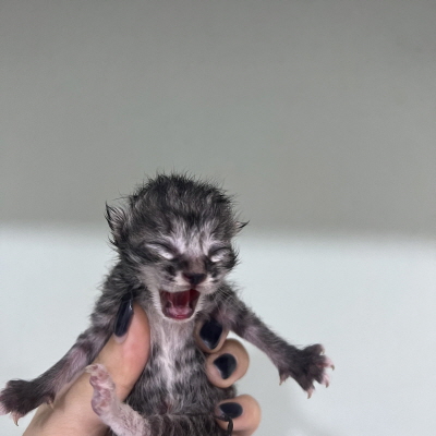 누리동물병원_426331202300239