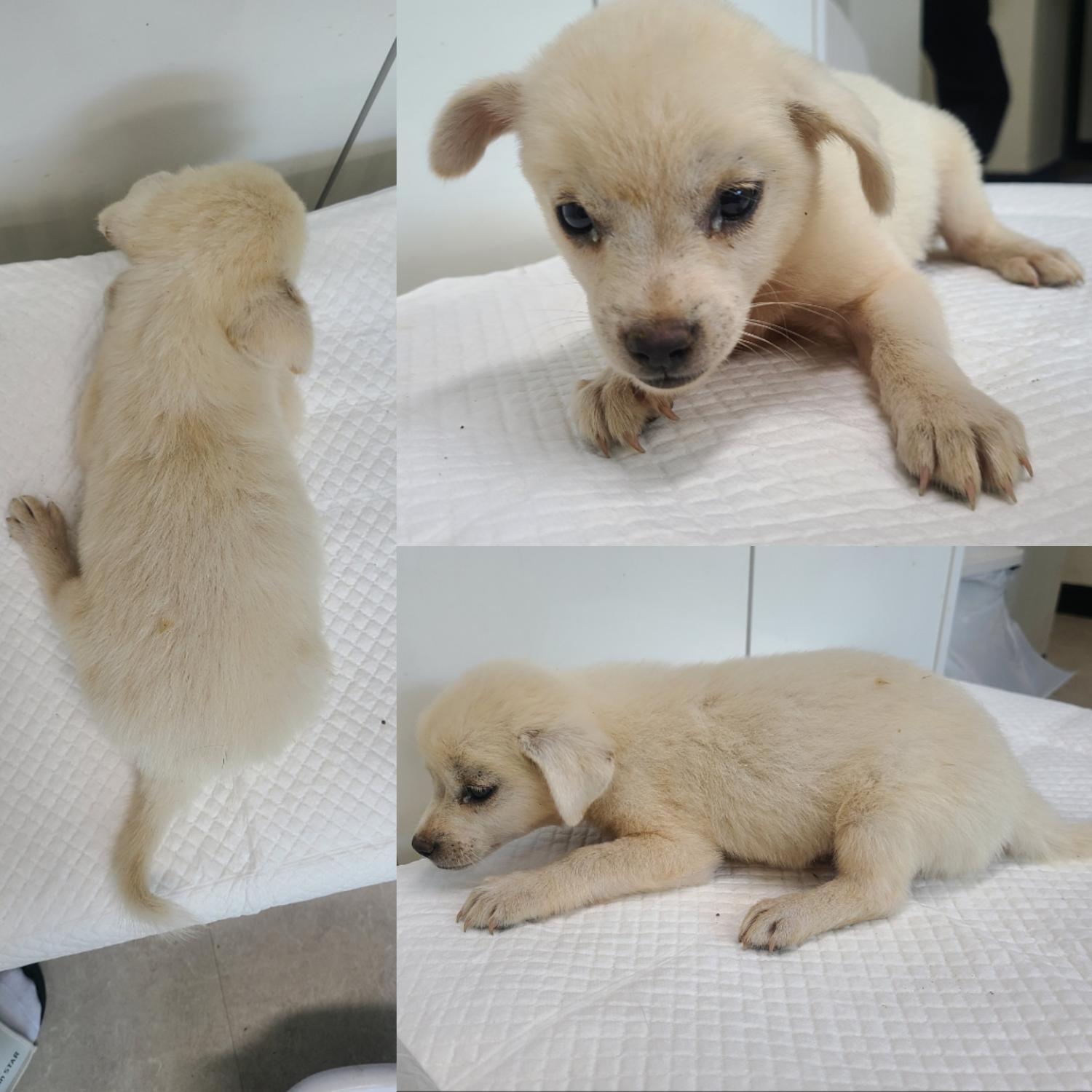 논산시 동물보호센터_444454202300639