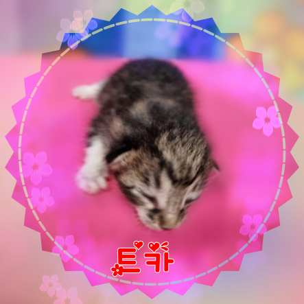 군산유기동물보호센터_445467202301501