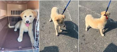 부산동물보호센터_426325202300265