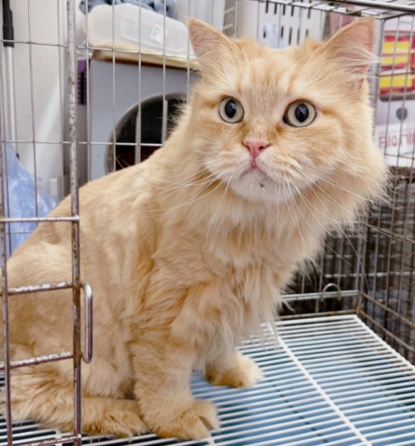 짱구네동물병원_428354202301066