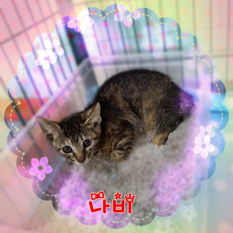 군산유기동물보호센터_445467202301504