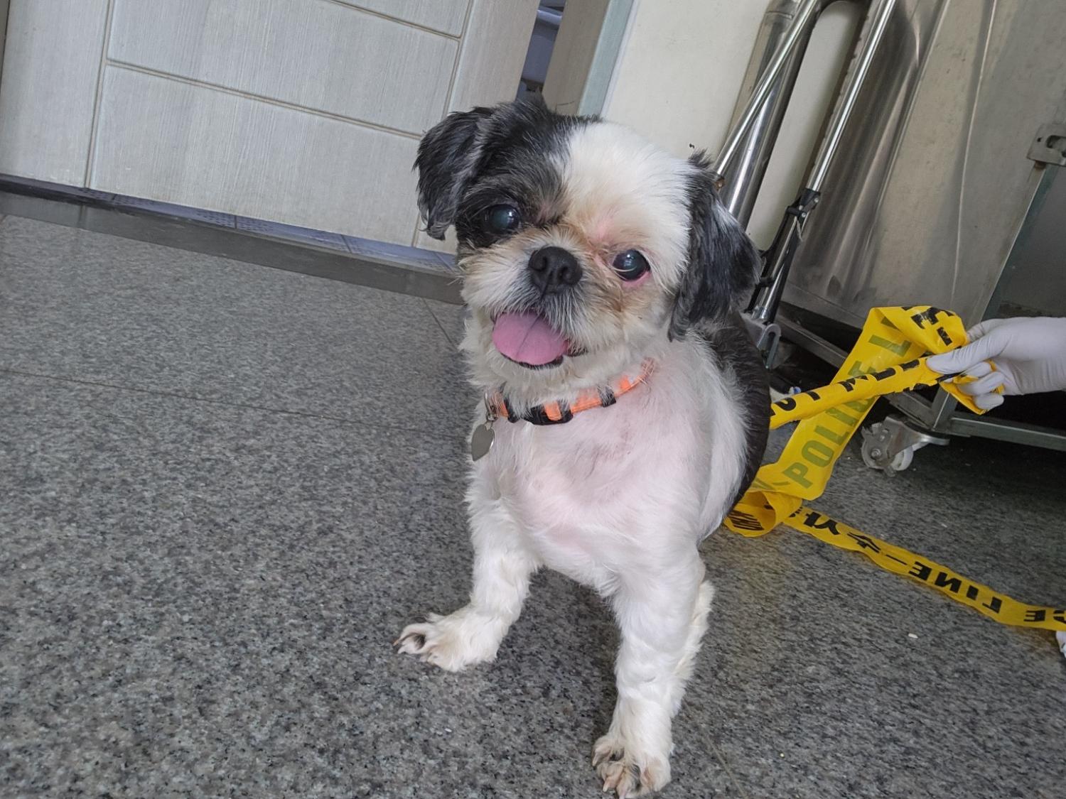 광주 동물보호소_429361202300329