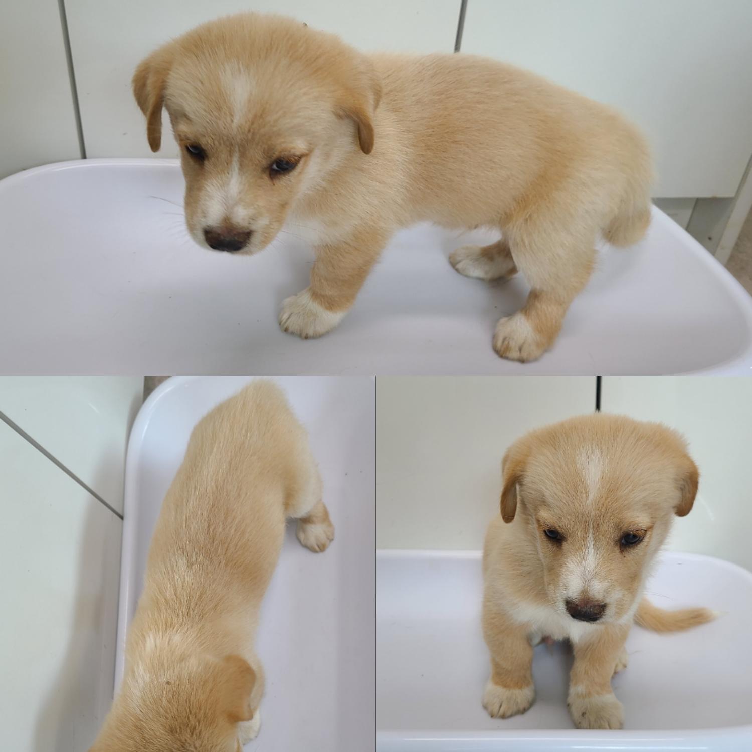논산시 동물보호센터_444454202300644