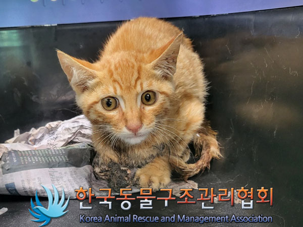한국동물구조관리협회_441409202301192